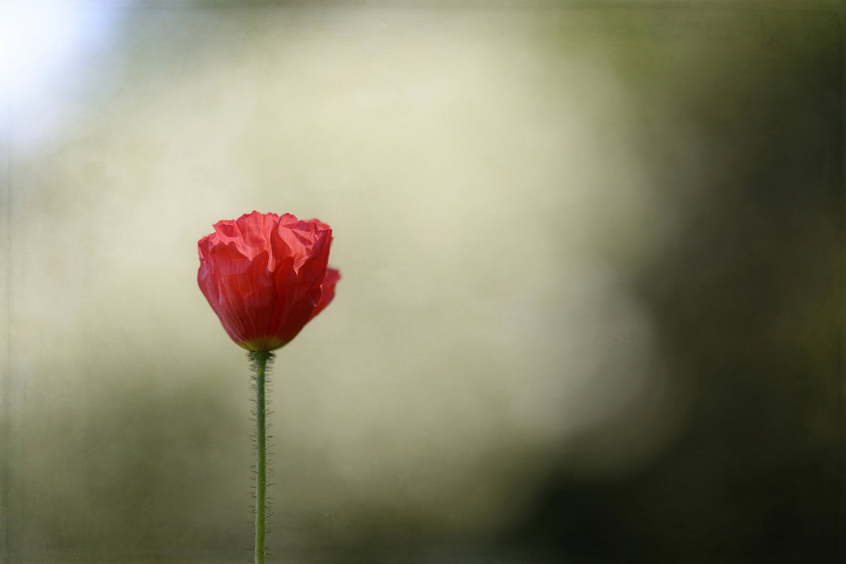 acrylic-print-red-poppy