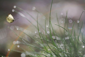 canvas-print-imminent-landing