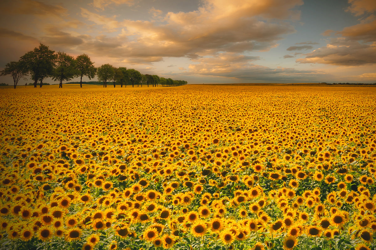 modern-3-piece-canvas-print-sunflowers