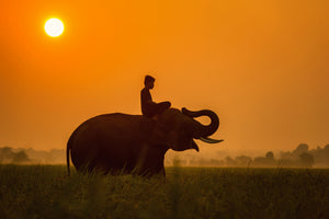 acrylic-print-the-holy-elephant