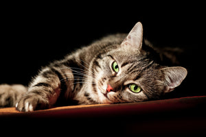 modern-3-piece-acrylic-print-relaxed-cat