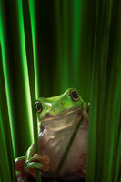 poster-print-green-frog