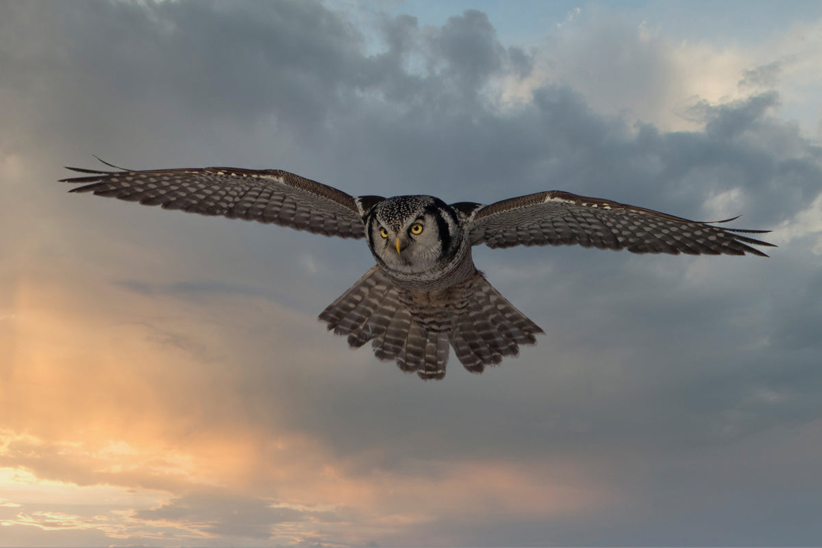 framedcanvas-print-sky-patrol-x