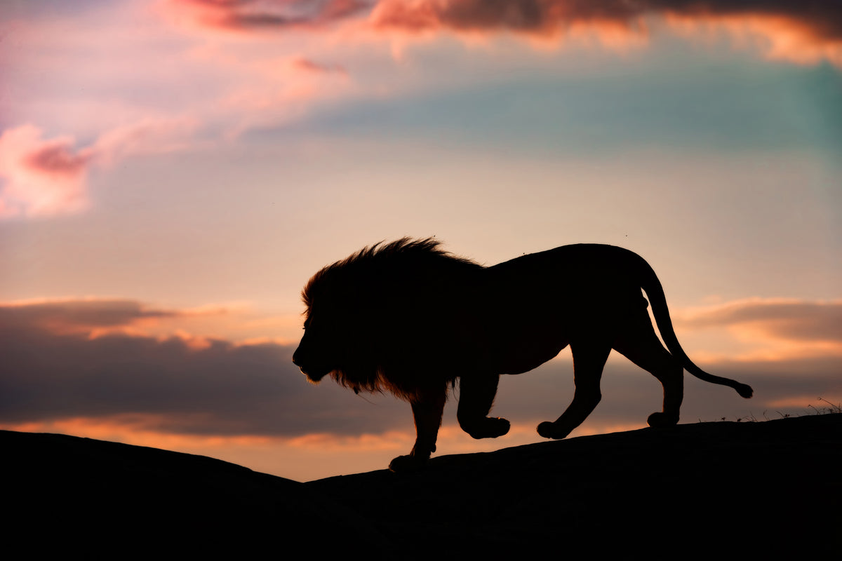 framedcanvas-print-sunset-in-the-serengeti-x