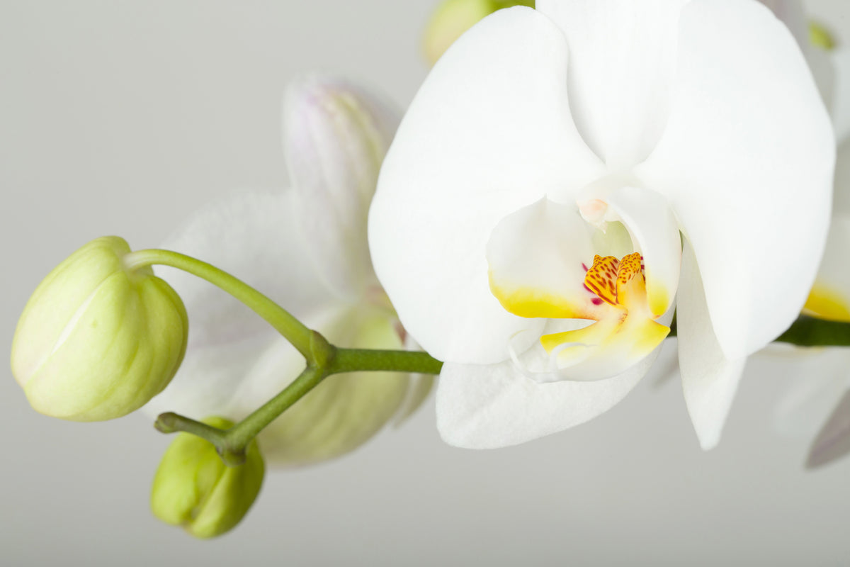 modern-3-piece-acrylic-print-giant-orchid