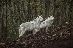 framedposter-print-meeting-with-white-wolves-x