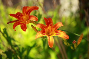 aluminium-print-lilies-in-nature