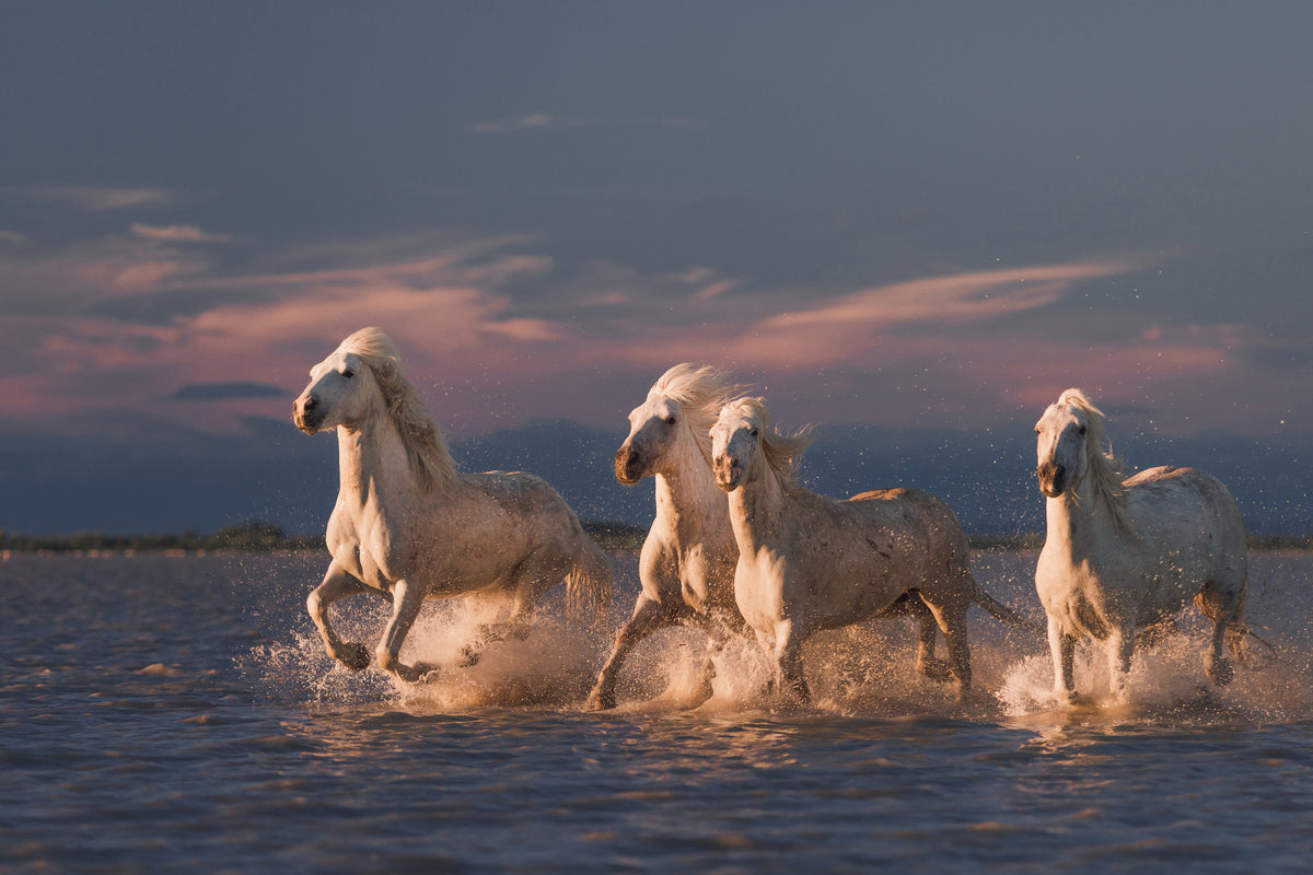 aluminium-print-angels-of-camargue