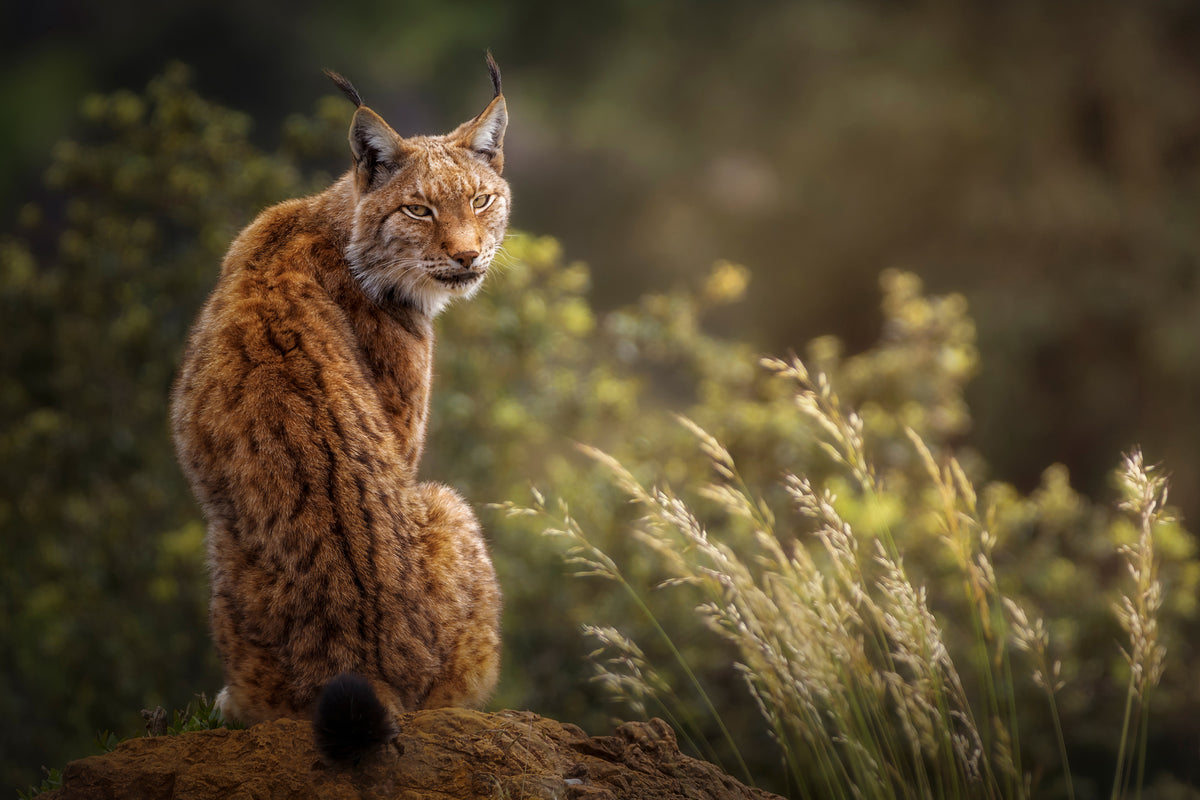 canvas-print-lynx-fine-art-x