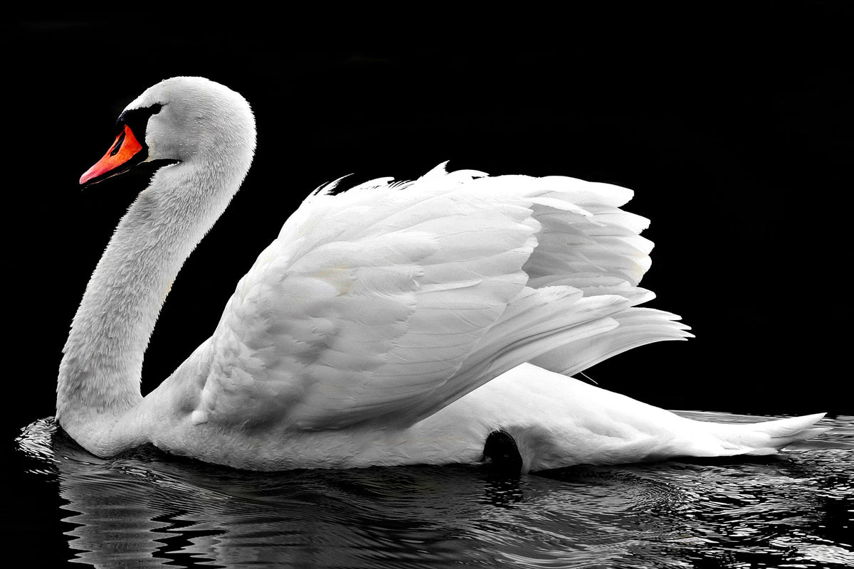 3-piece-aluminium-print-the-graceful-swan