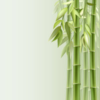 poster-print-green-bamboo