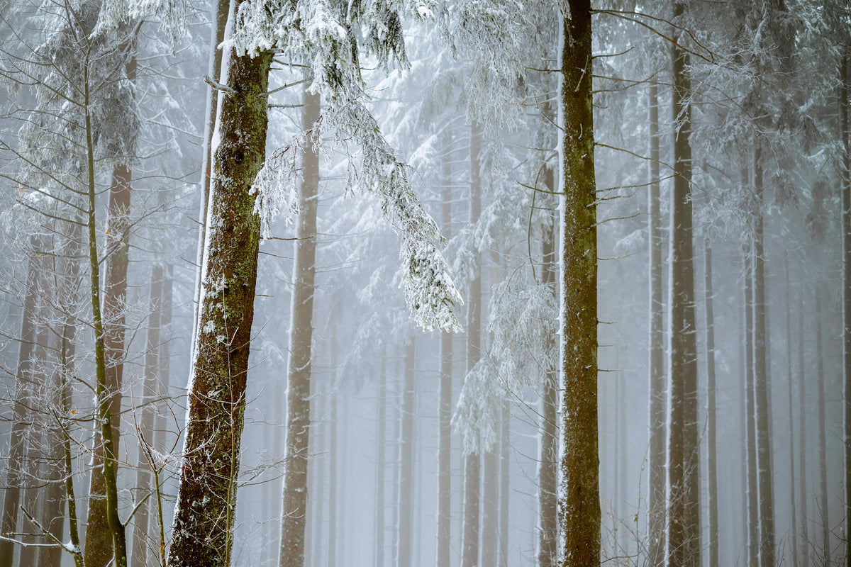acrylic-print-forest-in-winter