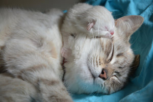 acrylic-print-cats-mom-with-baby