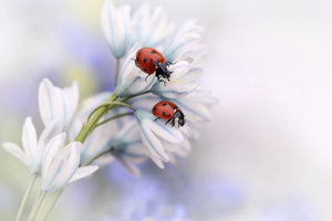 modern-3-piece-aluminium-print-ladybirds
