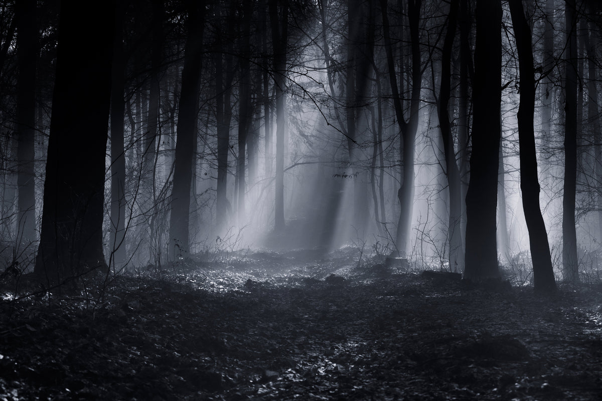 canvas-print-capela-forest