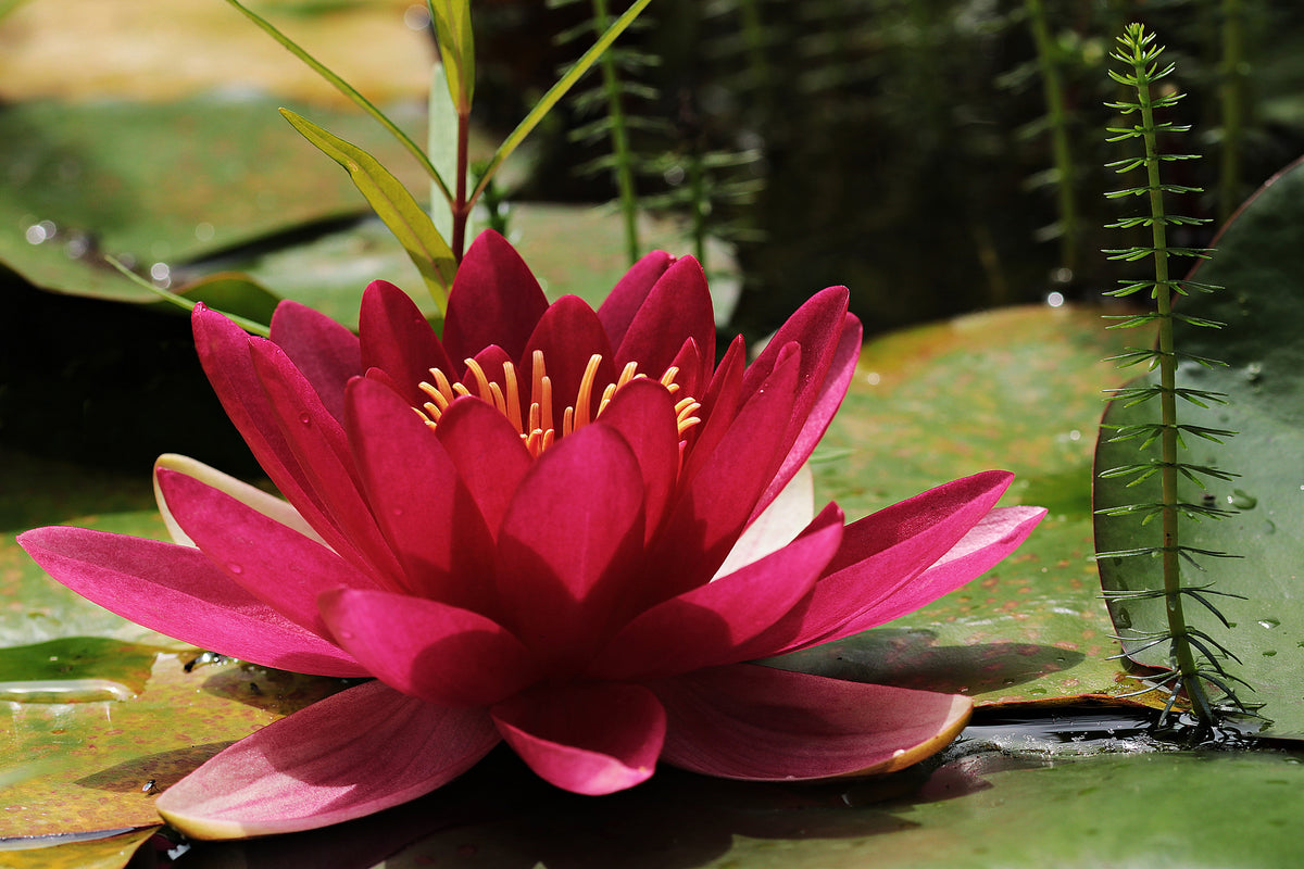 3-piece-acrylic-print-water-lily-in-red
