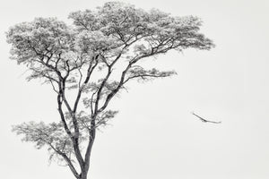acrylic-print-the-african-eagle