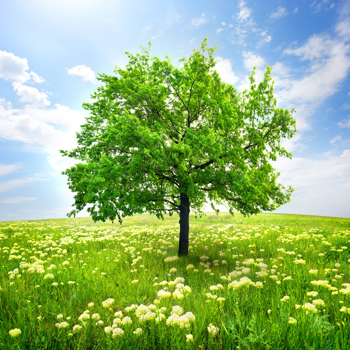 4-piece-aluminium-print-the-tree