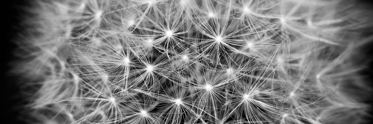 panoramic-aluminium-print-dandelion-in-xxl-panorama