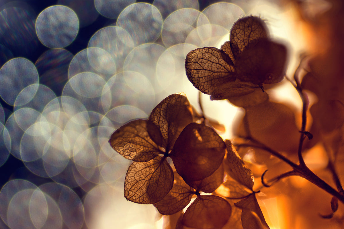 poster-print-bokeh-x