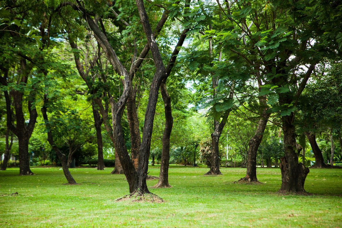 modern-3-piece-canvas-print-cherry-garden