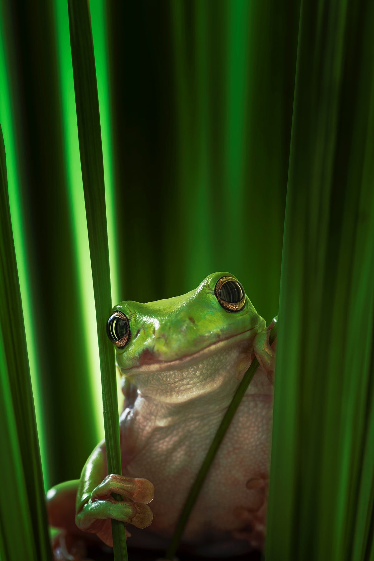 acrylic-print-green-frog