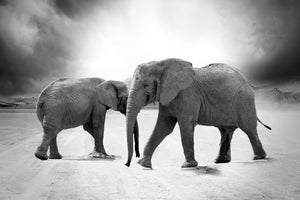 canvas-print-2-elephants-sw