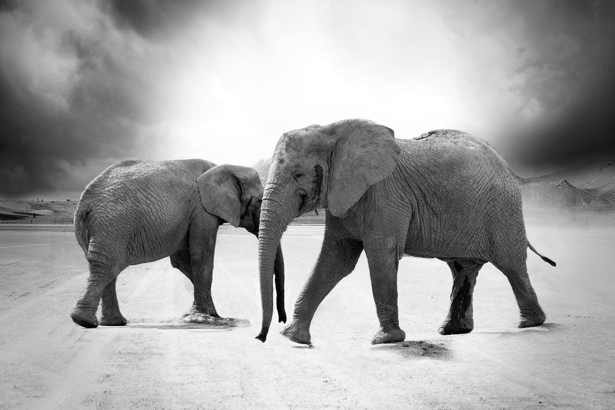 canvas-print-2-elephants-sw
