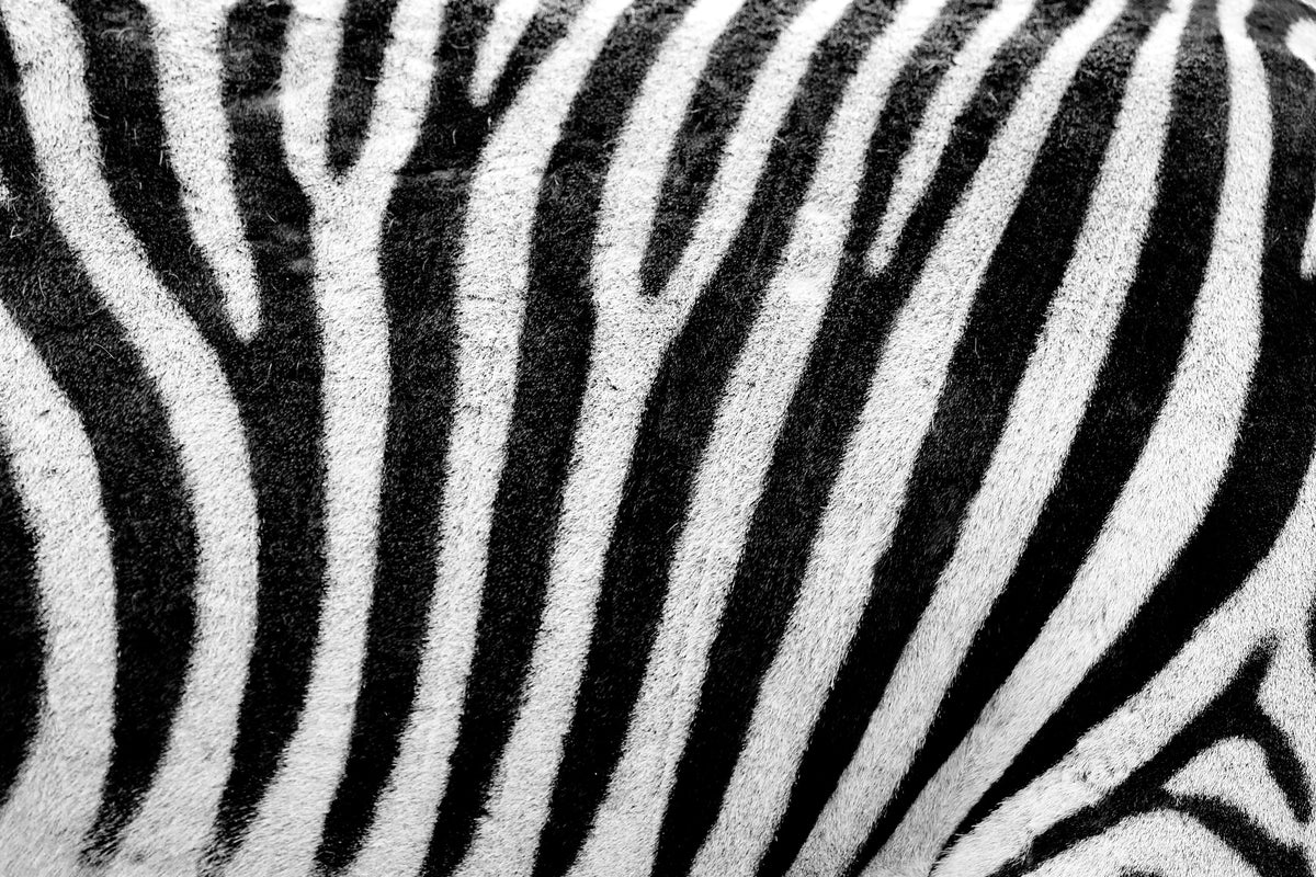 3-piece-acrylic-print-strip-of-the-zebra