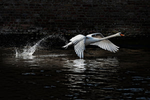 3-piece-acrylic-print-flying-swan
