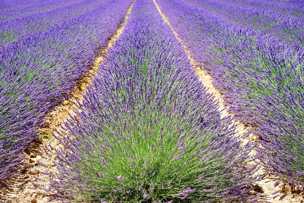 framedposter-print-the-lavender-field