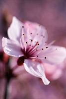 aluminium-print-adorable-cherry-blossom