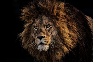 3-piece-acrylic-print-portrait-of-a-lion