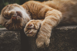3-piece-acrylic-print-sleeping-cat