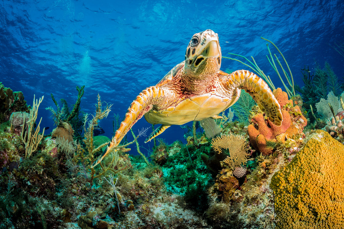 3-piece-canvas-print-turtle-in-the-reef