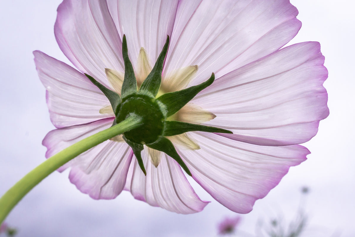 canvas-print-the-cosmos-flower