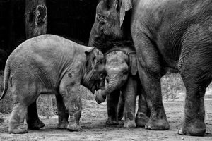 3-piece-acrylic-print-friends-forever