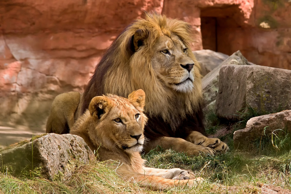 3-piece-canvas-print-a-lion-couple