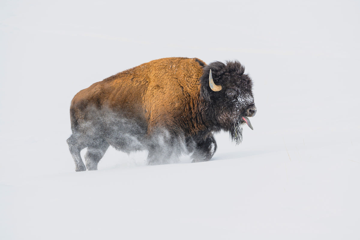 framedcanvas-print-bison-in-the-snow-x