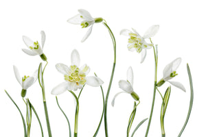 framedposter-print-spring-snowdrops