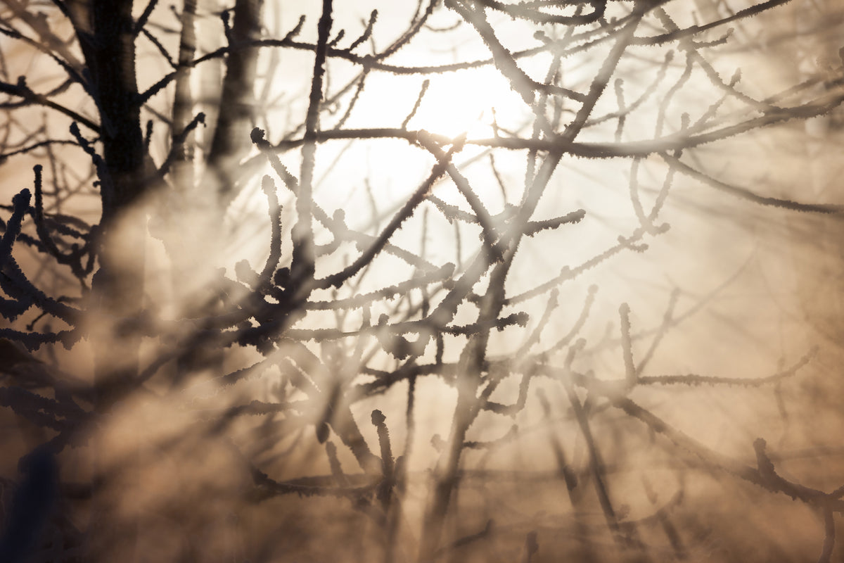 aluminium-print-branches-in-fog-light