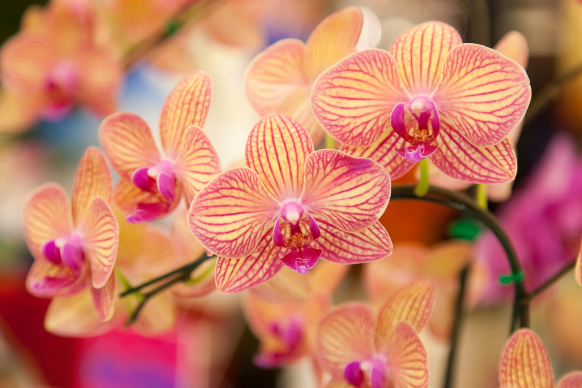 3-piece-aluminium-print-exotic-orchids