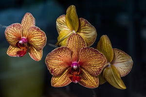 aluminium-print-orchidaceae