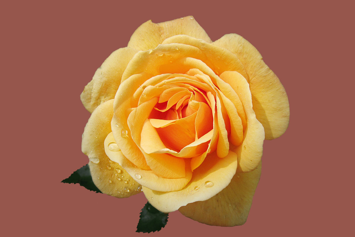 3-piece-canvas-print-rose-in-yellow-xxl