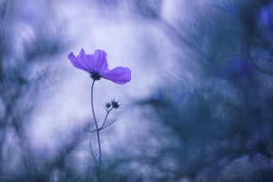 framedposter-print-blue-dream-x