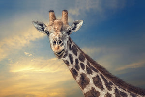 canvas-print-the-friendly-giant