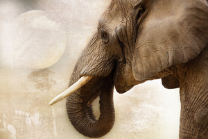 framedcanvas-print-portrait-of-an-elephant