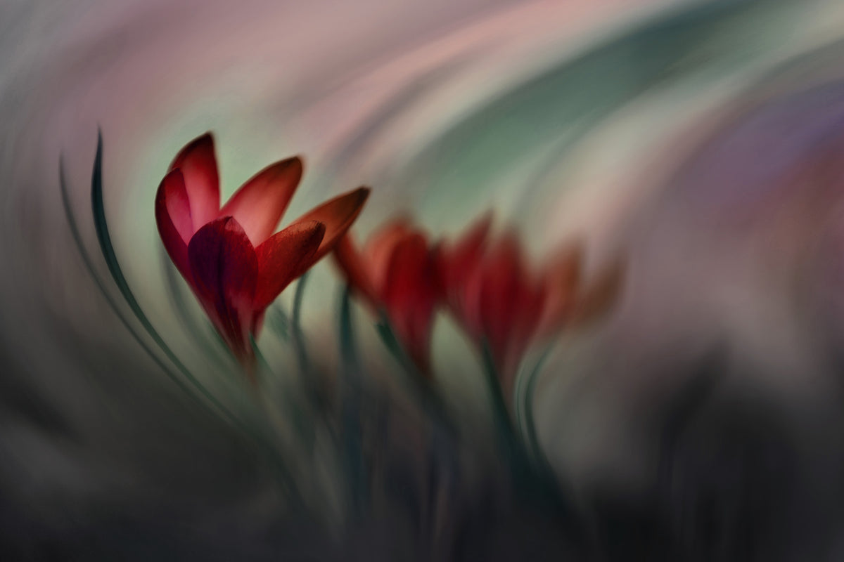 3-piece-acrylic-print-krokus