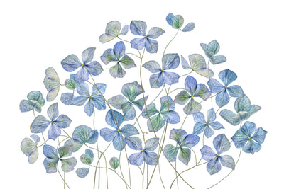 poster-print-hydrangea-xmy