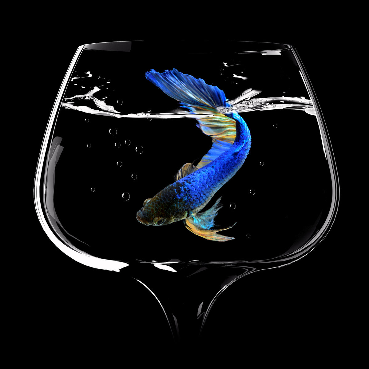 9-piece-acrylic-print-betta-fish-dance